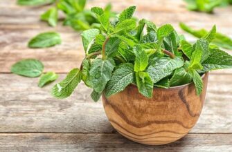 Користь м’яти для жінок: здоров’я, краса та емоційний баланс