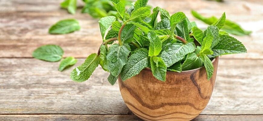 Користь м’яти для жінок: здоров’я, краса та емоційний баланс