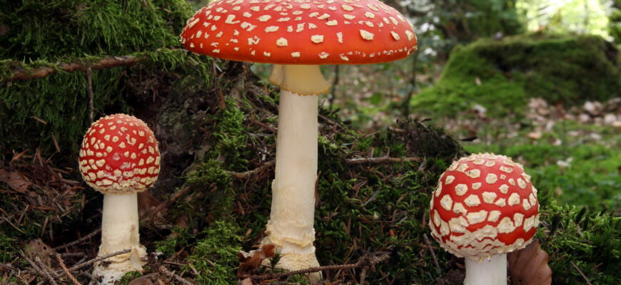 Користь мухомора: цінні властивості та застосування в народній медицині