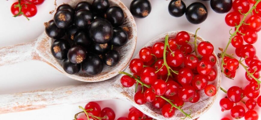 Користь порічок для здоров’я: вітаміни, антиоксиданти та секрети вживання
