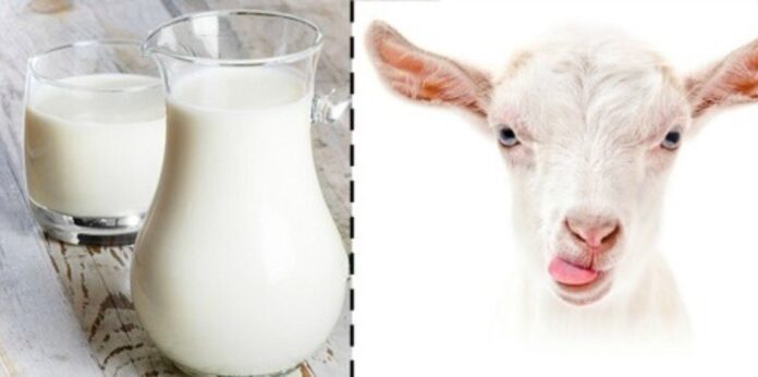 Козяче молоко: корисні властивості та переваги для вашого здоров’я Козяче молоко: корисні властивості та переваги для вашого здоров’я