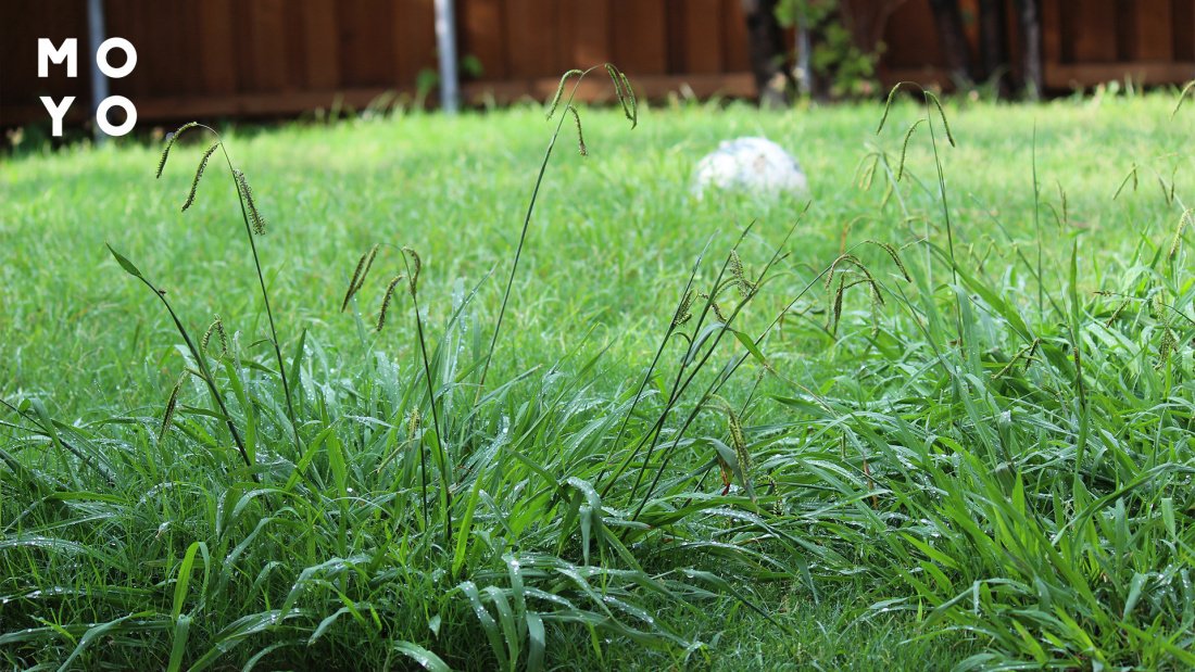 ЯК ПОЗБУТИСЯ ВІД БУР'ЯНІВ НА ГАЗОНІ — 2 ефективні методи