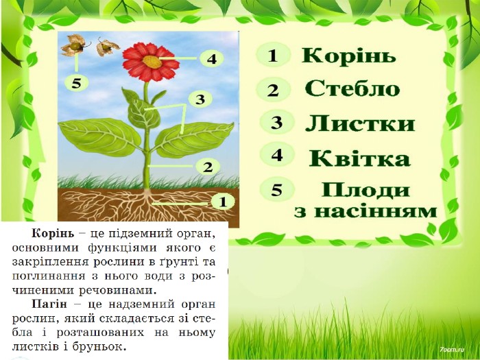 Які органи у квіткової рослини | Урок на 1 завдання. Пізнаємо природу