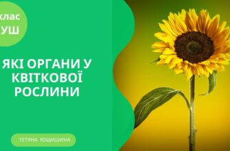Квіточки після ягідок: що означає та як використовувати вираз?