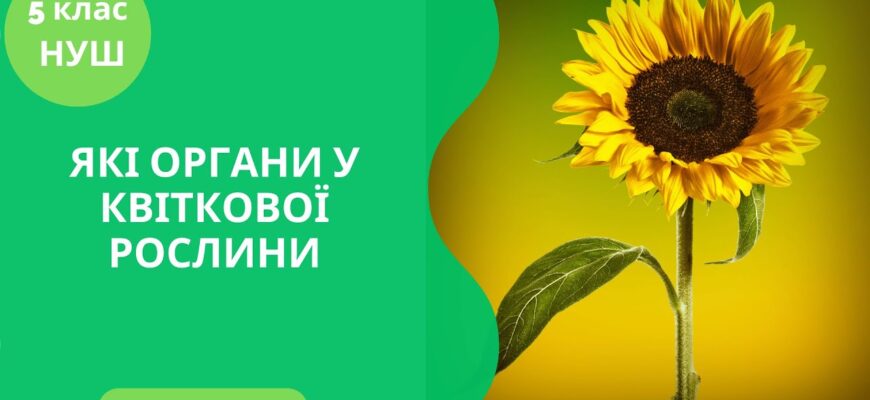 Квіточки після ягідок: що означає та як використовувати вираз?