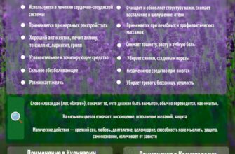 Лаванда: цілющі властивості, користь для здоров’я і домашнього вжитку
