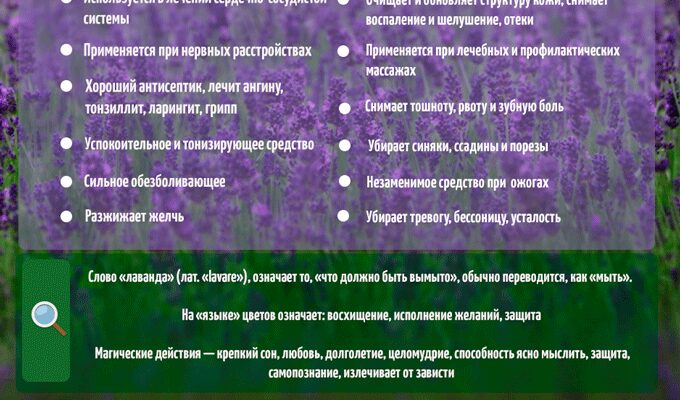 Лаванда: цілющі властивості, користь для здоров’я і домашнього вжитку