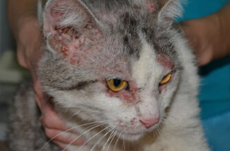 Лікування підшкірного кліща у кота: перевірені методи та поради