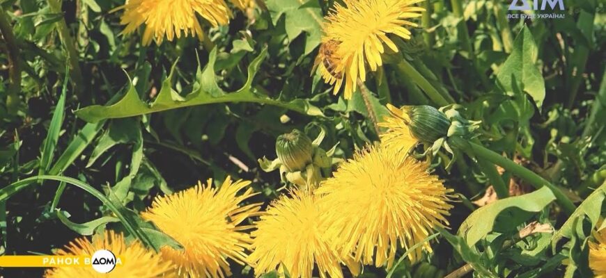 Ліки з квіток кульбаби: природний засіб для здоров’я та зцілення