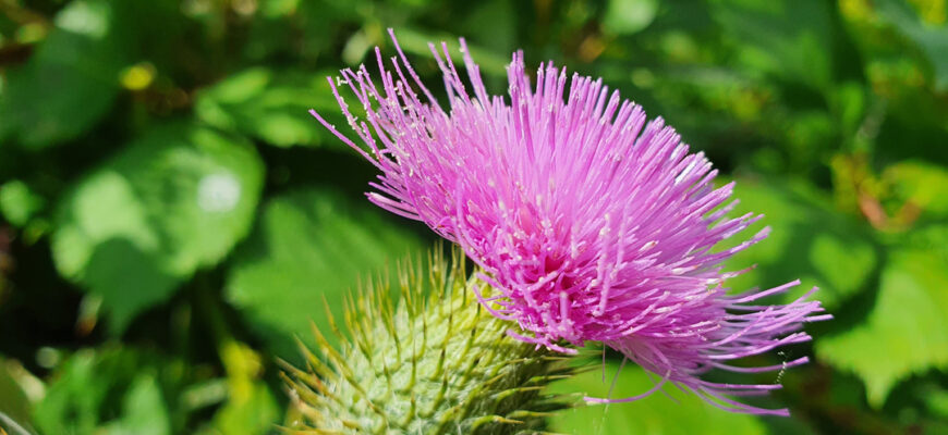 Лопух: Корисні Властивості та Застосування в Народній Медицини