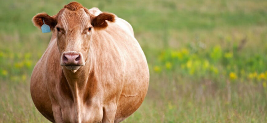 Мастит у корів після отелу: Причини, симптоми та лікування