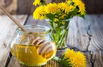 Мед з кульбаби: корисні властивості і переваги для здоров’я