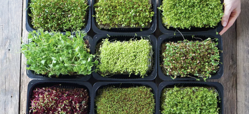 Мікрозелень: ключові переваги для здоров’я та рецепти використання