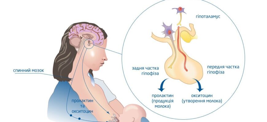 Можливі наслідки підвищеного рівня пролактину у чоловіків для здоров’я