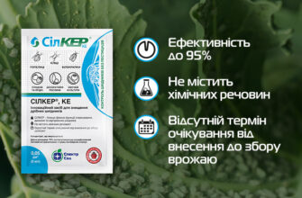 Найефективніші засоби: чим обробити капусту від попелиці?