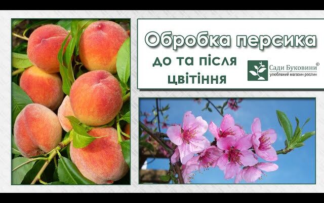 Обробка персика на зиму: найефективніші методи та засоби захисту