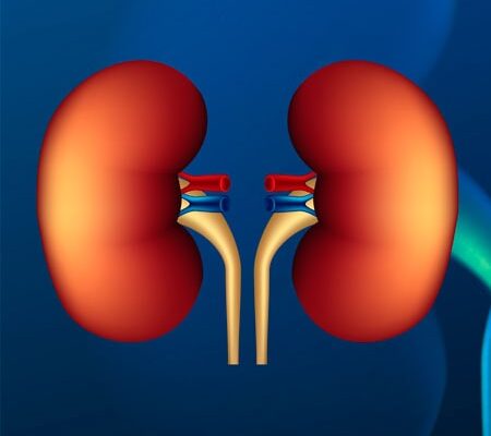 Очищення нирок: ефективні ліки та методи для покращення здоров’я