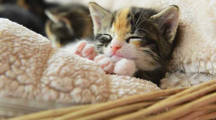 Оптимальне харчування для новонароджених кошенят: поради та рекомендації