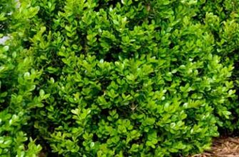 Оптимальне підживлення самшиту весною: поради та рекомендації