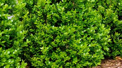 Оптимальне підживлення самшиту весною: поради та рекомендації