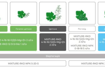 Оптимальне підживлення винограду: які добрива обрати та коли застосовувати