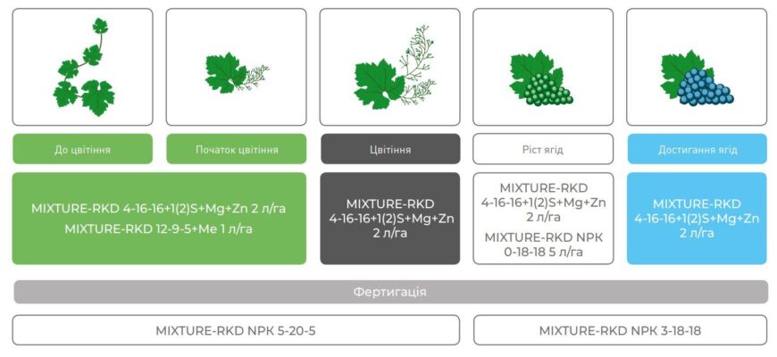 Оптимальне підживлення винограду: які добрива обрати та коли застосовувати