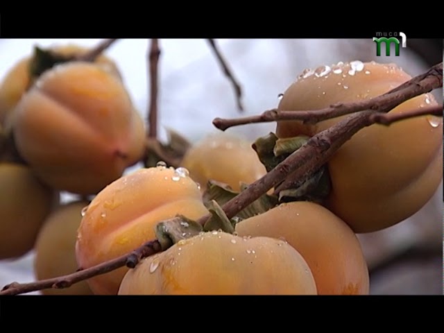 Як правильно підготувати хурму до зимівлі