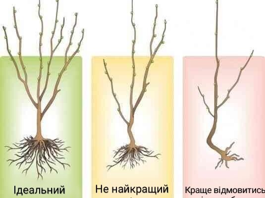 Оптимальні добрива для хурми: як і чим підживлювати дерево ефективно Оптимальні добрива для хурми: як і чим підживлювати дерево ефективно