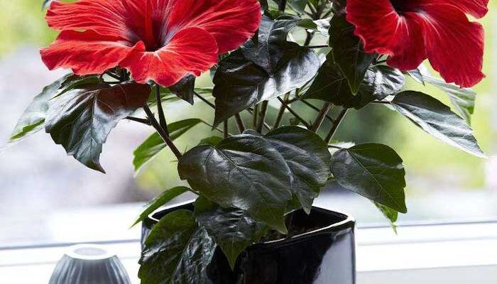 Оптимальні добрива та поради: Чим підживити ваш гібіскус вдома?