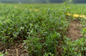 Оптимальні партнери для сівби люцерни: що обрати для кращого врожаю