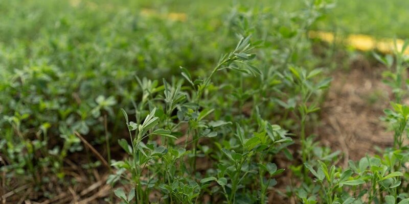 Оптимальні партнери для сівби люцерни: що обрати для кращого врожаю
