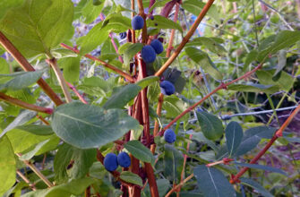 Оптимальні весняні добрива для покращення росту жимолості