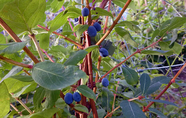 Оптимальні весняні добрива для покращення росту жимолості