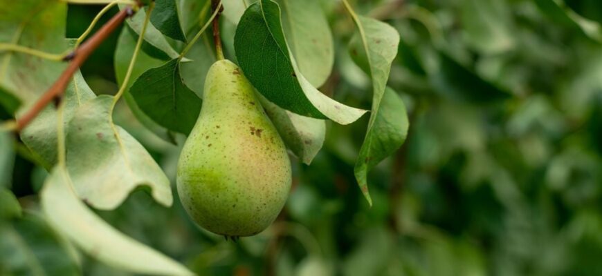 Оптимальні засоби для обробки груші від іржі: поради садівникам