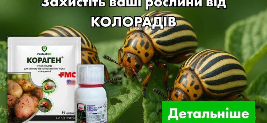 Оптимальні засоби для обробки картоплі від колорадських жуків