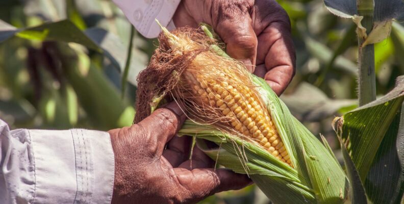 Оптимальні засоби для обробки кукурудзи від бур’янів: поради й методи
