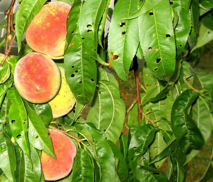 Хвороби та шкідники персика: коли кропити, кучерявість листя