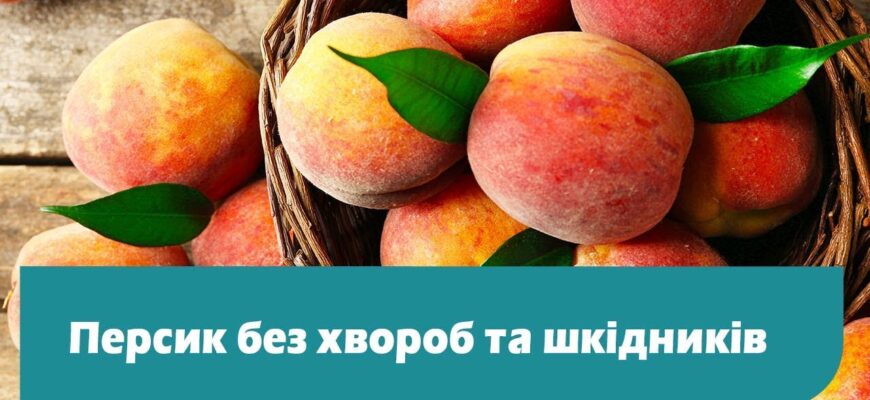 Оптимальні засоби для обробки персиків від хвороб та шкідників