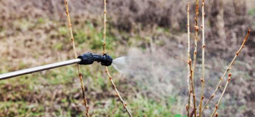 Оптимальні засоби для обробки смородини навесні: поради агрономів Оптимальні засоби для обробки смородини навесні: поради агрономів