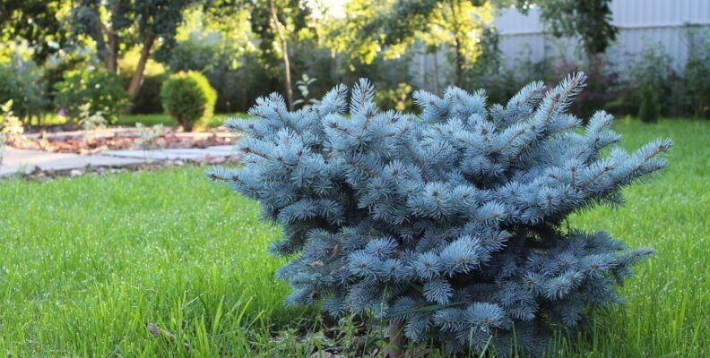 Оптимальний догляд: як і чим обробити хвойні дерева навесні для здорового росту
