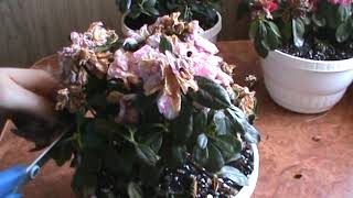 Як доглядати за азалією після цвітіння? | Огородники