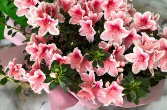 Оптимальний догляд за азалією після цвітіння: поради та рекомендації