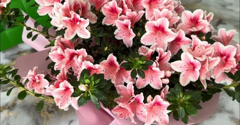 Оптимальний догляд за азалією після цвітіння: поради та рекомендації