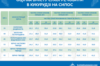 Оптимальний обсяг посіву кукурудзи: скільки потрібно на 1 га?