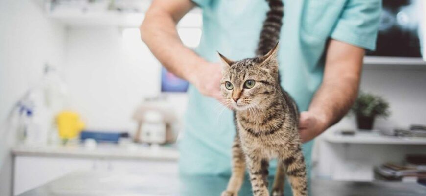 Оптимальний вік для кастрації кота: коли найкраще провести процедуру