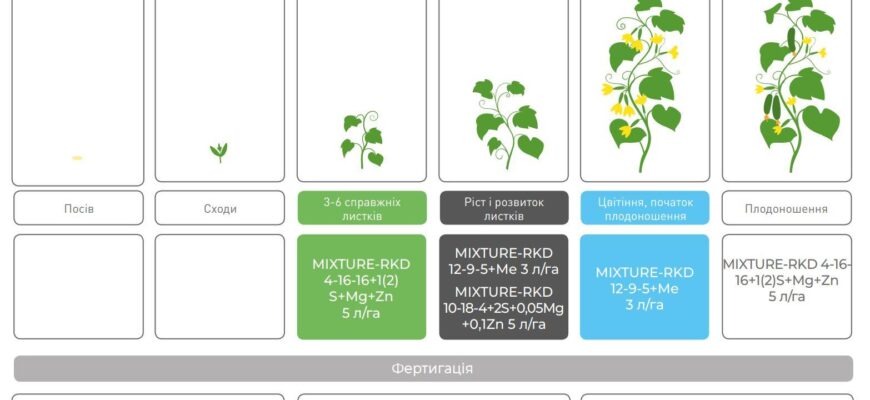 Оптимальний вибір добрив для підживлення огірків під час плодоношення
