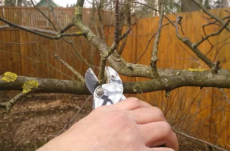 Осіння обробка яблунь: ефективні засоби та правильний догляд