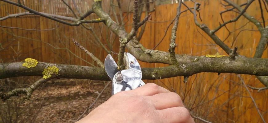 Осіння обробка яблунь: ефективні засоби та правильний догляд