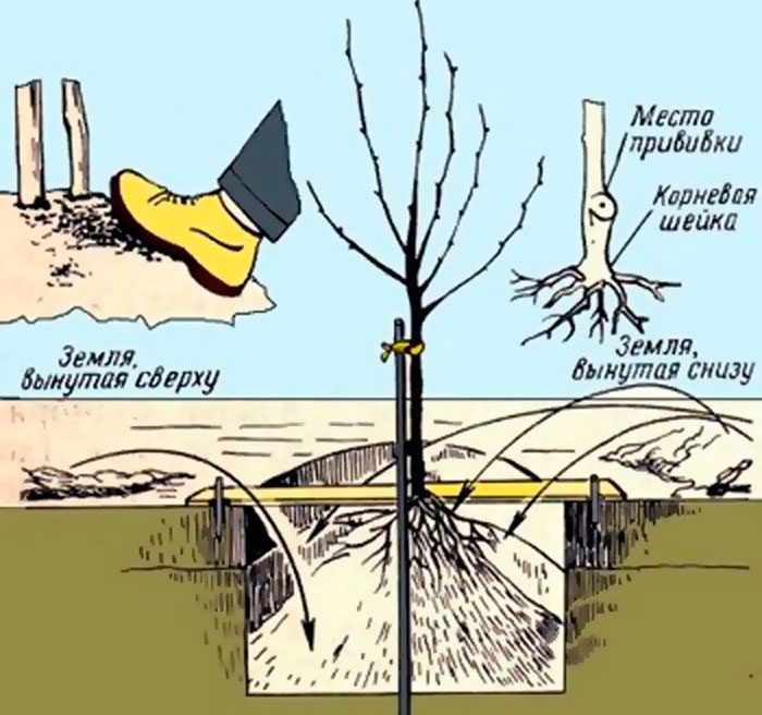 Карликова яблуня: посадка і догляд в саду, обрізка, кращі сорти