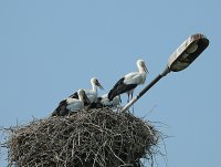 Основний раціон лелеки: чим живиться птах у природних умовах?